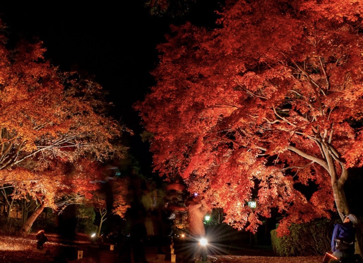 🏯 구 호소카와 형부 저택(큐 호소카와 교부테이) 이미지 7